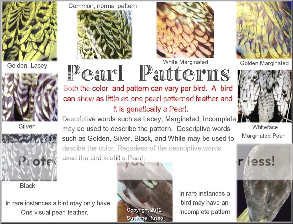 Pearl-Pattern-ILLUS.jpg