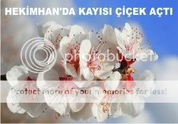 hekimhan'da kayısı çiçek açtı hekimhan'da kayısı çiçek açtı