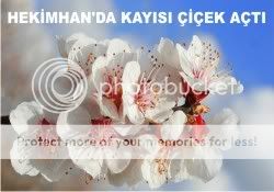 hekimhan'da kayısı çiçek açtı