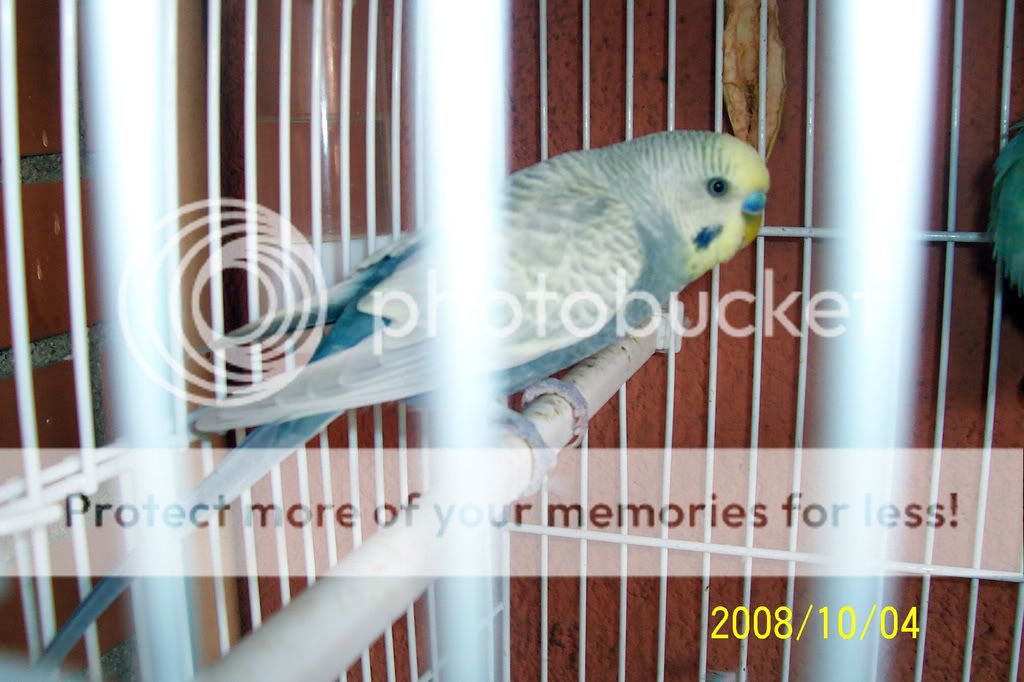 Periquitos australianos - Mis periquitos, pasado y presente. - General