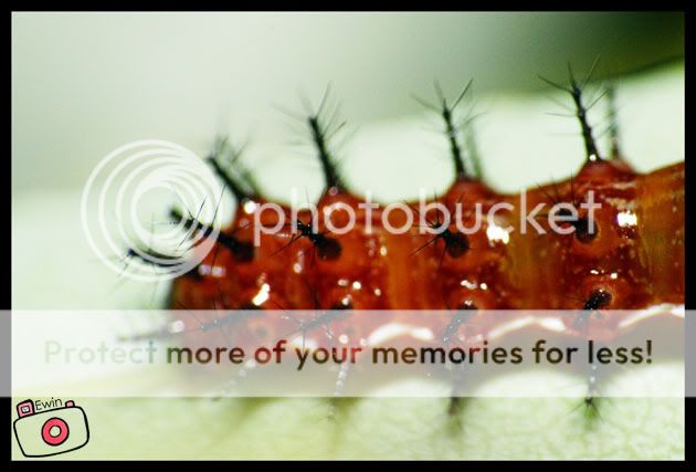 A-bugs-life