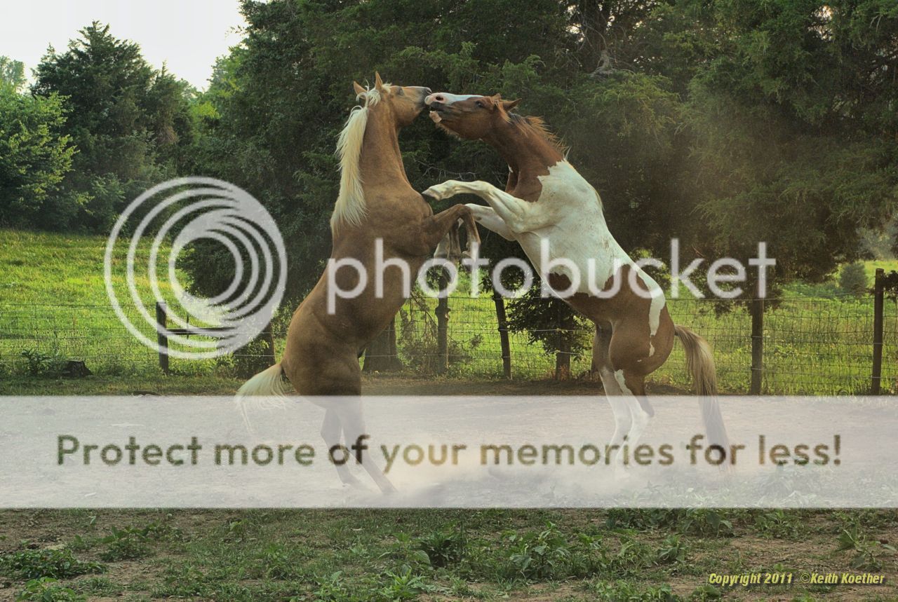 IMGP8352_Localtone1280_zps6d22cc8d.jpg~original