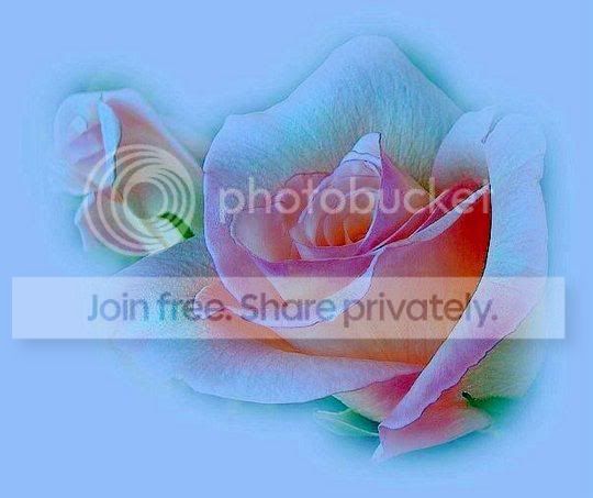 My Image 24